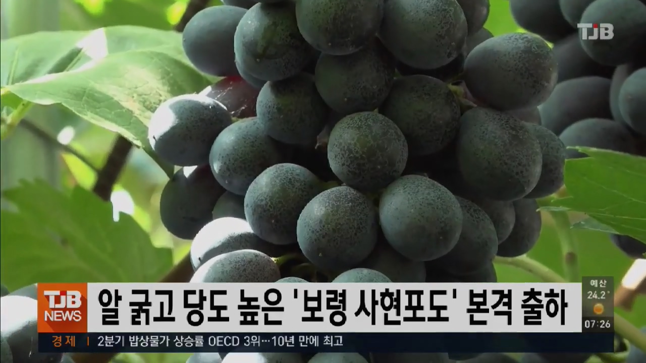 [0809 TJB 아침 7시 뉴스]알 굵고 당도 높은 보령 사현포도 본격 출하